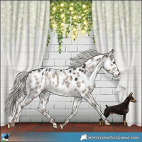 Horse Color:Liver Red Dun Mushroom Leopard Rabicano