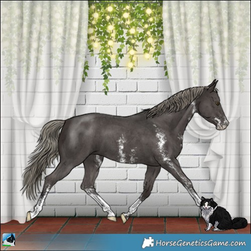 Horse Color:Liver Chestnut Mushroom Sabino 