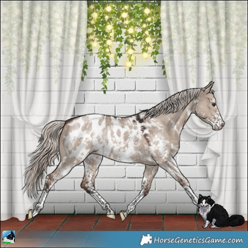 Horse Color:Liver Red Dun Mushroom Sabino Near Leopard Rabicano
