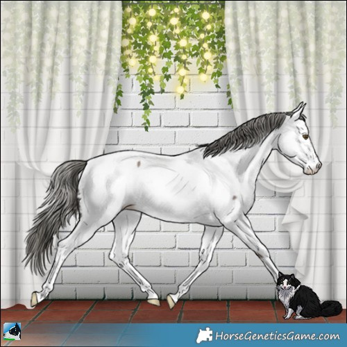 Horse Color:Liver Red Dun Mushroom Sabino Fewspot