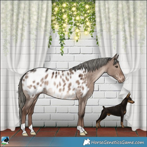 Horse Color:Liver Red Dun Mushroom Near Leopard Rabicano 