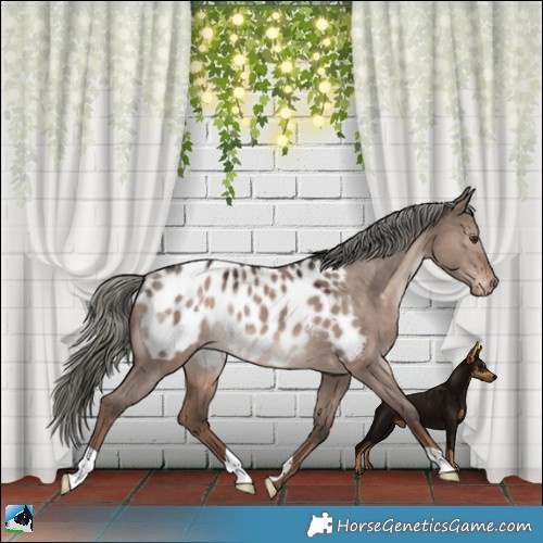 Horse Color:Liver Red Dun Mushroom Near Leopard Rabicano