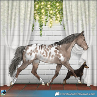 Horse Color:Liver Red Dun Mushroom Appaloosa Rabicano 