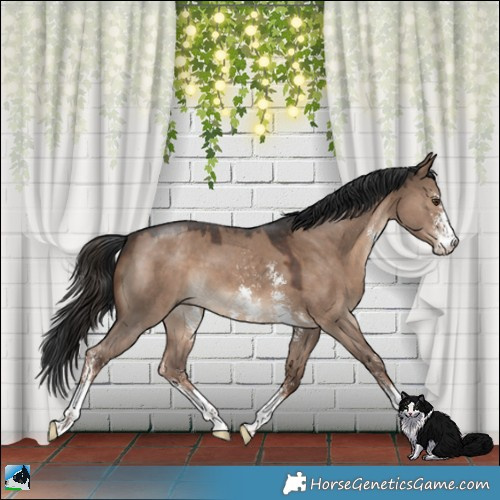 Horse Color:Liver Red Dun Sabino