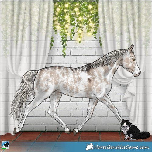 Horse Color:Liver Red Dun Mushroom Sabino 