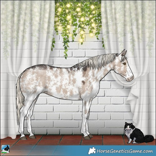 Horse Color:Liver Red Dun Mushroom Sabino
