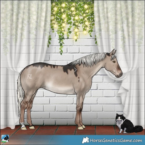 Horse Color:Liver Red Dun Mushroom Rabicano 