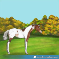 Horse Color:Silver Brown Tobiano Appaloosa Rabicano 