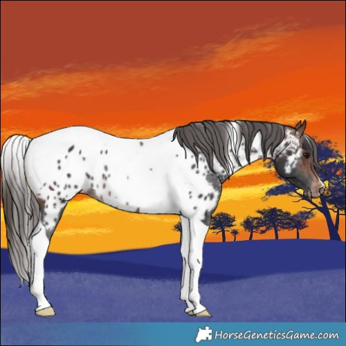 Horse Color:Brown Tobiano Appaloosa Rabicano 