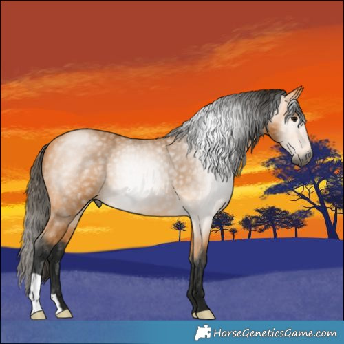 Horse Color:Gray Buckskin 