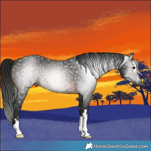 Horse Color:Gray Brown 