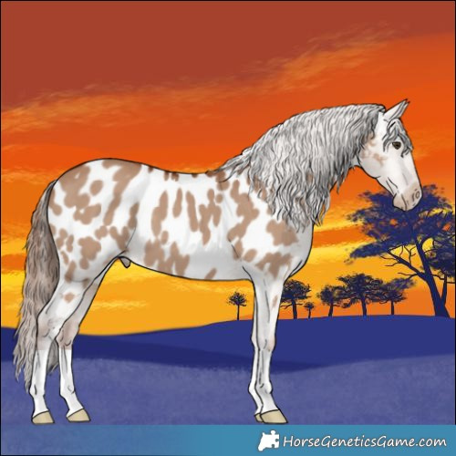 Horse Color:Red Dun Appaloosa 