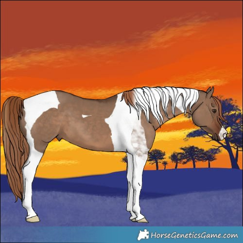 Horse Color:Liver Red Dun Tobiano 