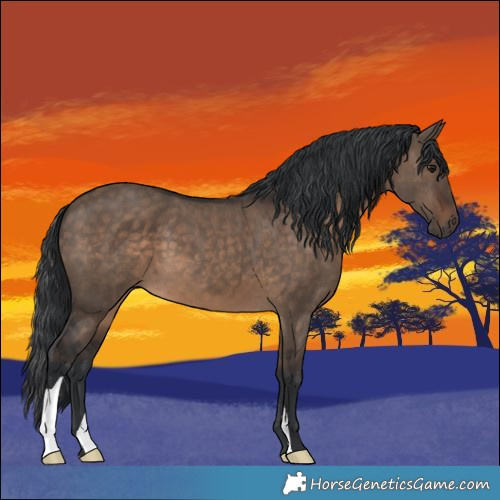 Horse Color:Brown Dun 