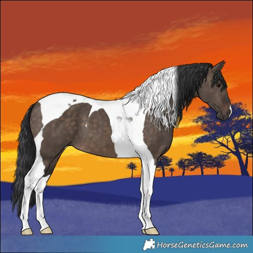 Horse Color:Brown Dun Tobiano 
