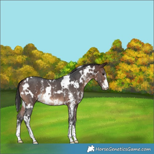 Horse Color:White Spotted Brown Sabino 