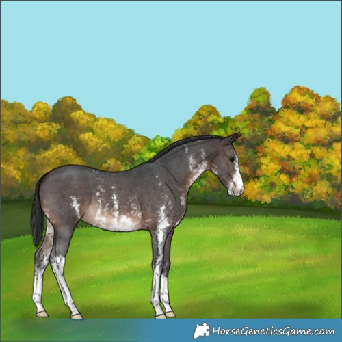 Horse Color:Brown Sabino 