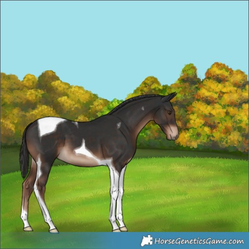 Horse Color:Liver Chestnut Tobiano 