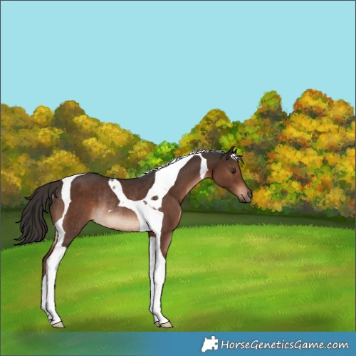 Horse Color:Liver Chestnut Tobiano Rabicano 