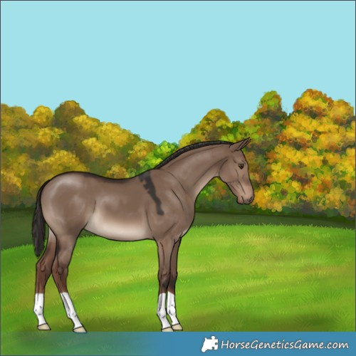 Horse Color:Liver Red Dun 