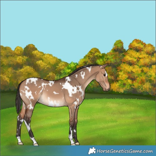 Horse Color:White Spotted Bay Dun 
