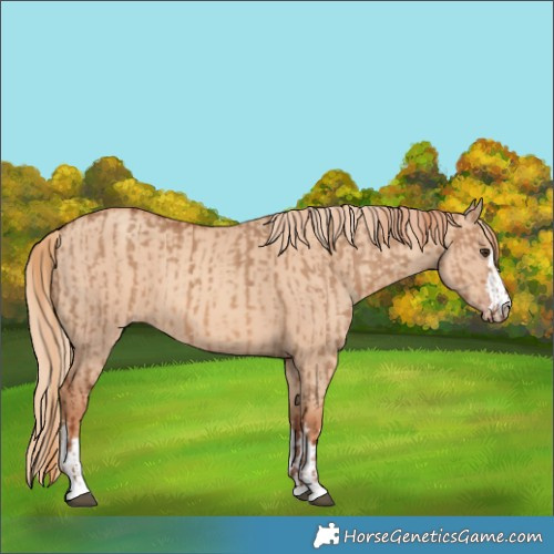 Horse Color:Red Dun  and Gold Champagne Dun 