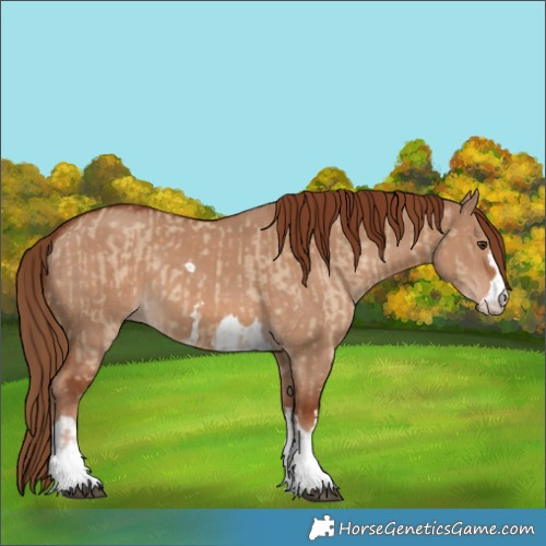Horse Color:Red Dun and Red Dun