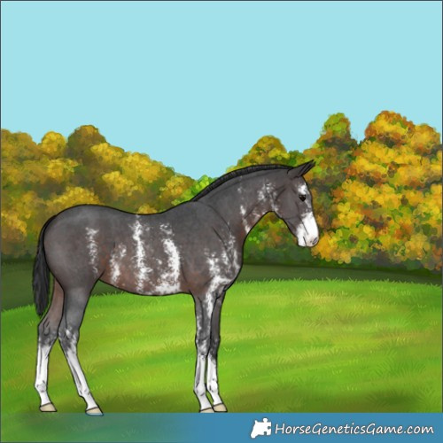 Horse Color:Brown Sabino 