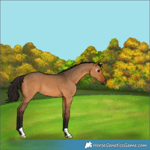 Horse Color:Gray Bay Dun 