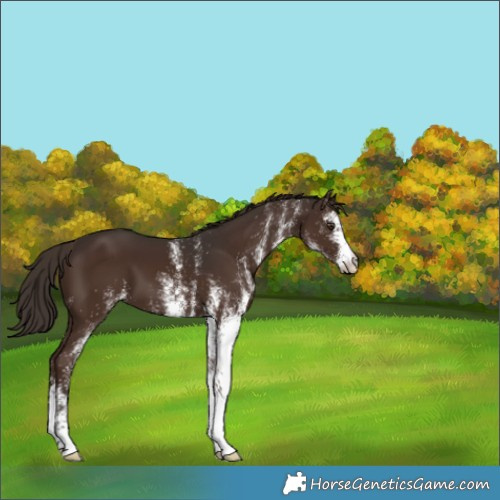 Horse Color:White Spotted Liver Chestnut 