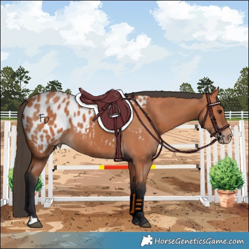 Horse Color:Bay Appaloosa