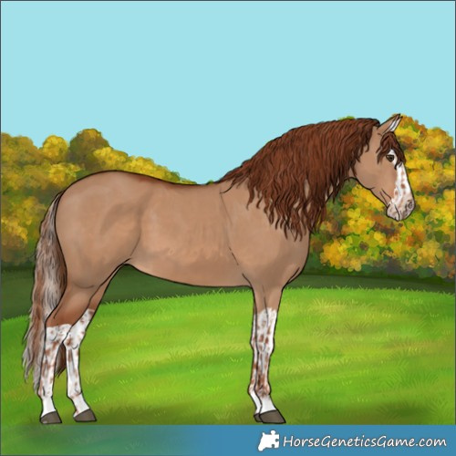 Horse Color:Red Dun  and Red Dun Splash 