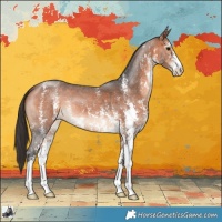 Horse Color:Bay Sabino 