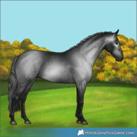 Horse Color:Gray Black 