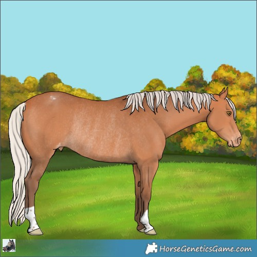 Horse Color:Silver Bay Appaloosa Rabicano 