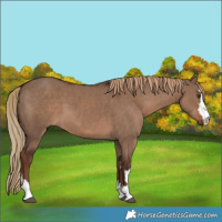 Horse Color:Liver Red Dun  and Liver Red Dun 