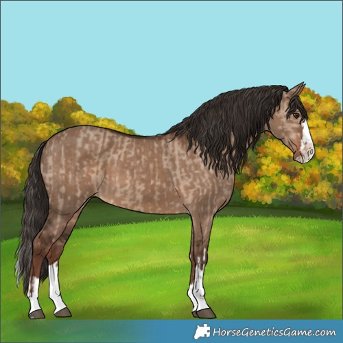 Horse Color:Liver Red Dun  and Liver Red Dun Splash 