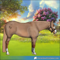 Horse Color:Red Dun 