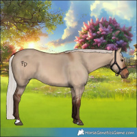 Horse Color:Silver Bay Dun 