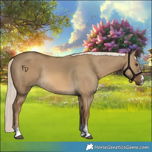 Horse Color:Chocolate Palomino Dun Rabicano