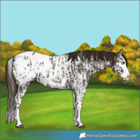 Horse Color:Liver Chestnut Sabino Splash Blanket  and Liver Chestnut Sabino Splash Snowcap 