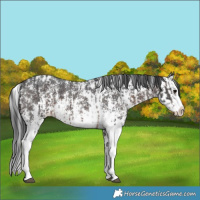Horse Color:Brown Sabino Splash Appaloosa  and Brown Sabino Splash Appaloosa 