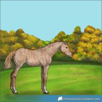 Horse Color:Red Dun  and Red Dun 