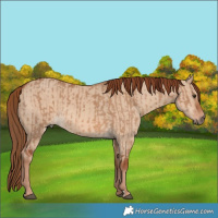 Horse Color:Red Dun  and Red Dun Frame 
