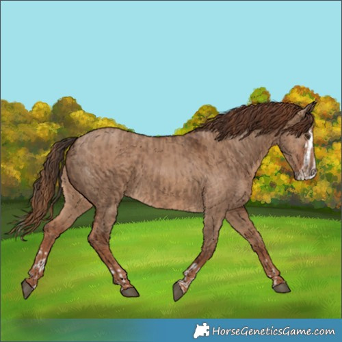Horse Color:Liver Red Dun Splash  and Red Dun 