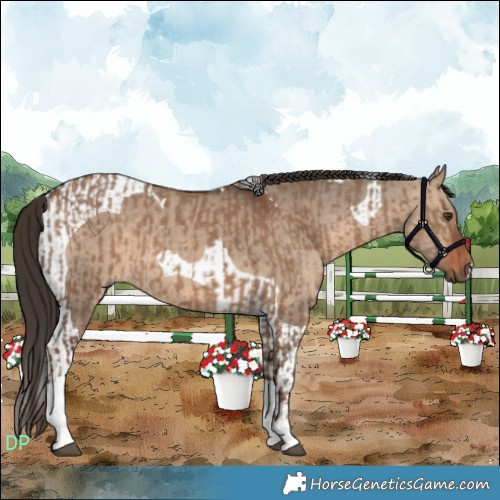 Horse Color:Liver Red Dun Tobiano  and Bay Dun Tobiano 