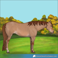 Horse Color:Red Dun  and Red Dun 