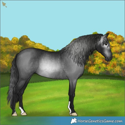 Horse Color:Gray Black Rabicano