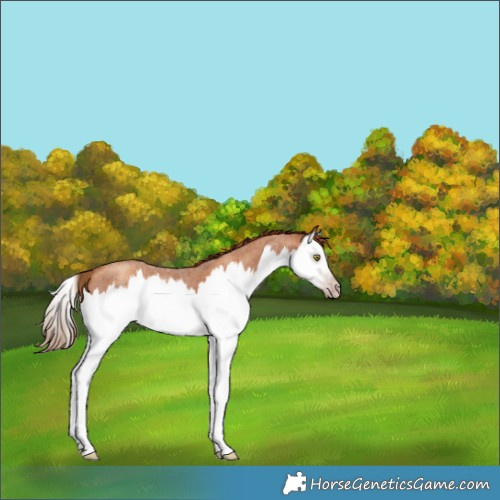 Horse Color:Gray Gold Champagne Roan Splash