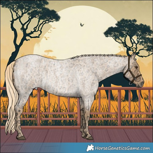 Horse Color:Palomino Ice Roan Rabicano 